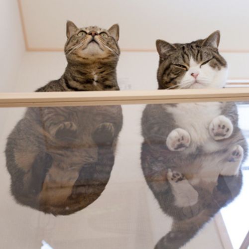 萌翻了！网友亲测猫趴在地上可以有多扁！原来猫的真实形态是液体的…