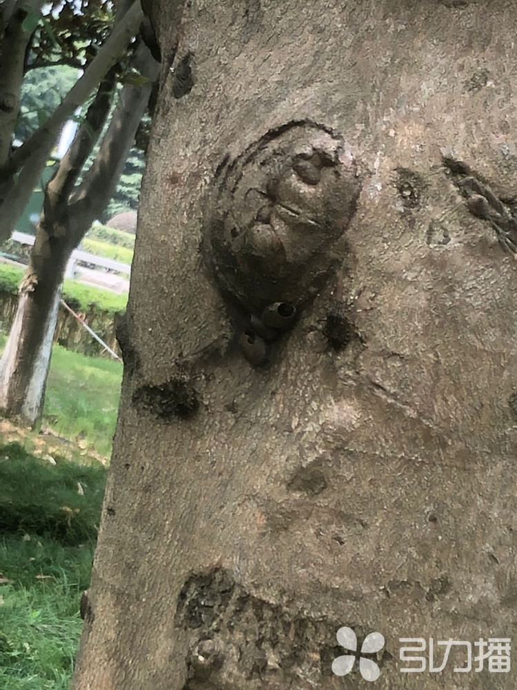 “放屁虫”作祟三天两头溜进家怎样赶走它们