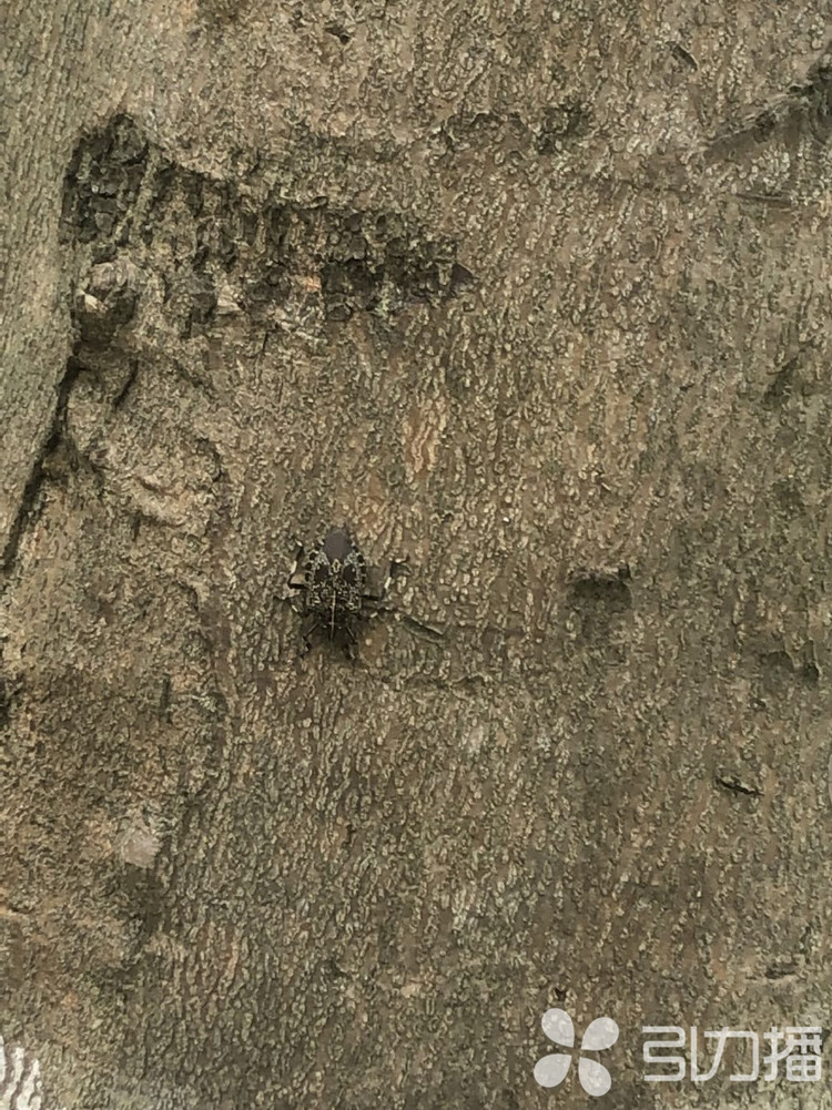 “放屁虫”作祟三天两头溜进家怎样赶走它们