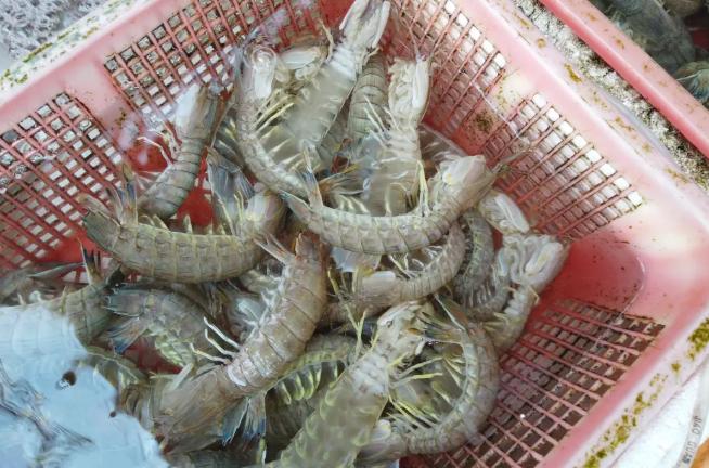 海鲜市场10元一只生蚝,海鲜生蚝一元一个