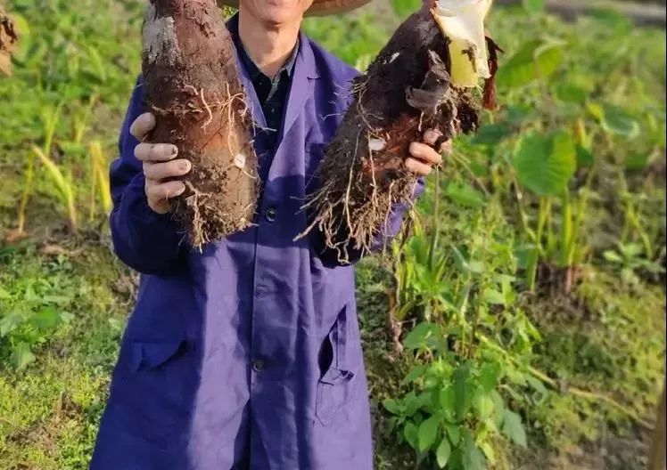 买①送①！重庆开店超10+的成都大咖「茶百道」放大招，撩爆你的少女心