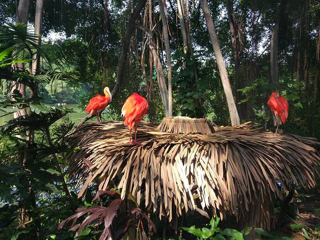 广东长隆亲子游推荐4-5天游,北京到广州长隆攻略亲子游三天