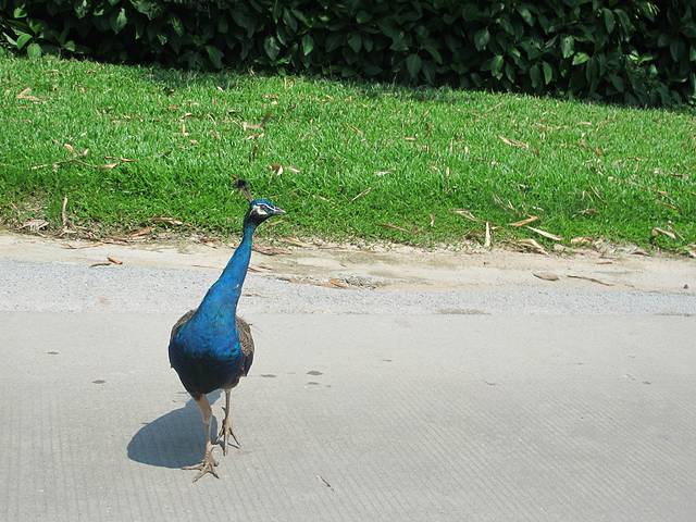 广东长隆亲子游推荐4-5天游,北京到广州长隆攻略亲子游三天