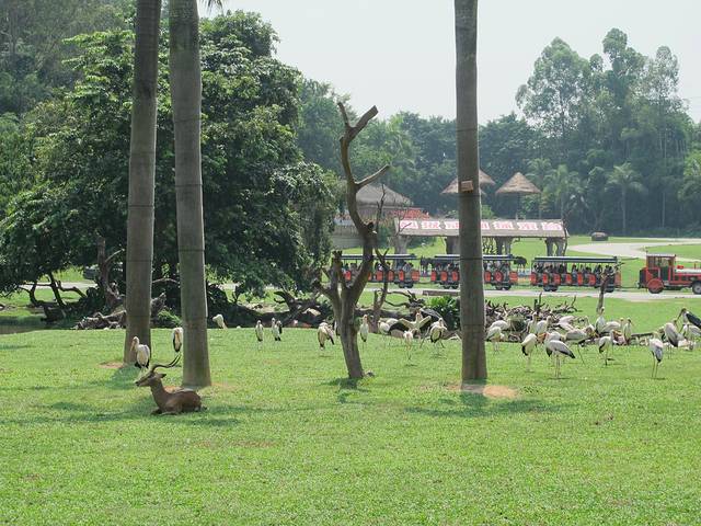 广东长隆亲子游推荐4-5天游,北京到广州长隆攻略亲子游三天