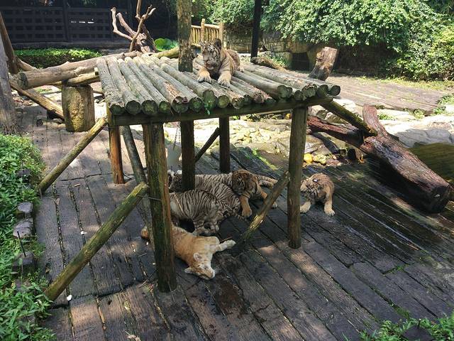 广东长隆亲子游推荐4-5天游,北京到广州长隆攻略亲子游三天