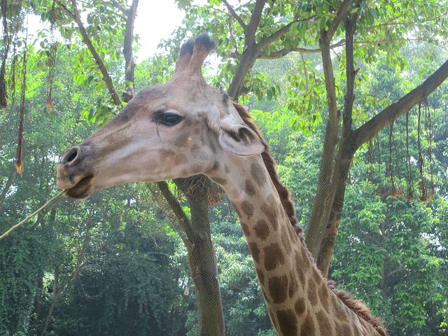 广东长隆亲子游推荐4-5天游,北京到广州长隆攻略亲子游三天