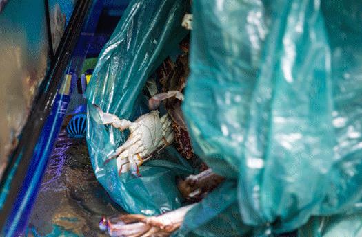 搬来个舟山「海鲜市场」！佛手、胭脂、大米鱼…你爱吃的海鲜从挑到做全get