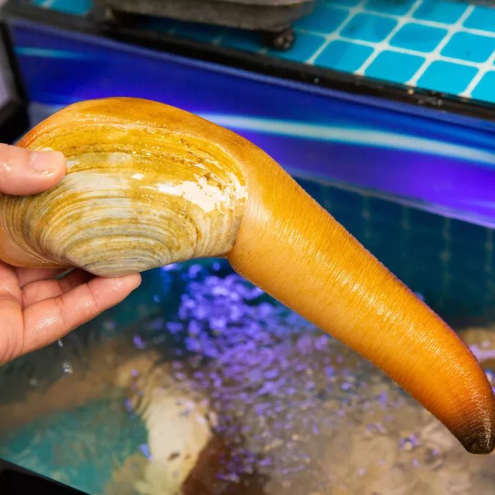 搬来个舟山「海鲜市场」！佛手、胭脂、大米鱼…你爱吃的海鲜从挑到做全get