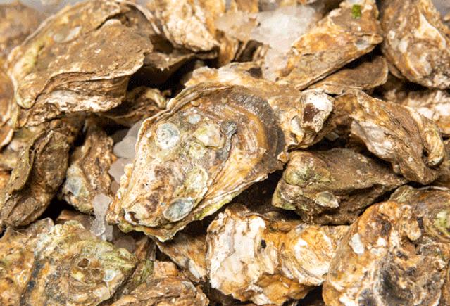 搬来个舟山「海鲜市场」！佛手、胭脂、大米鱼…你爱吃的海鲜从挑到做全get