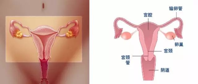 女性健康周期讲解,女性健康周期解读