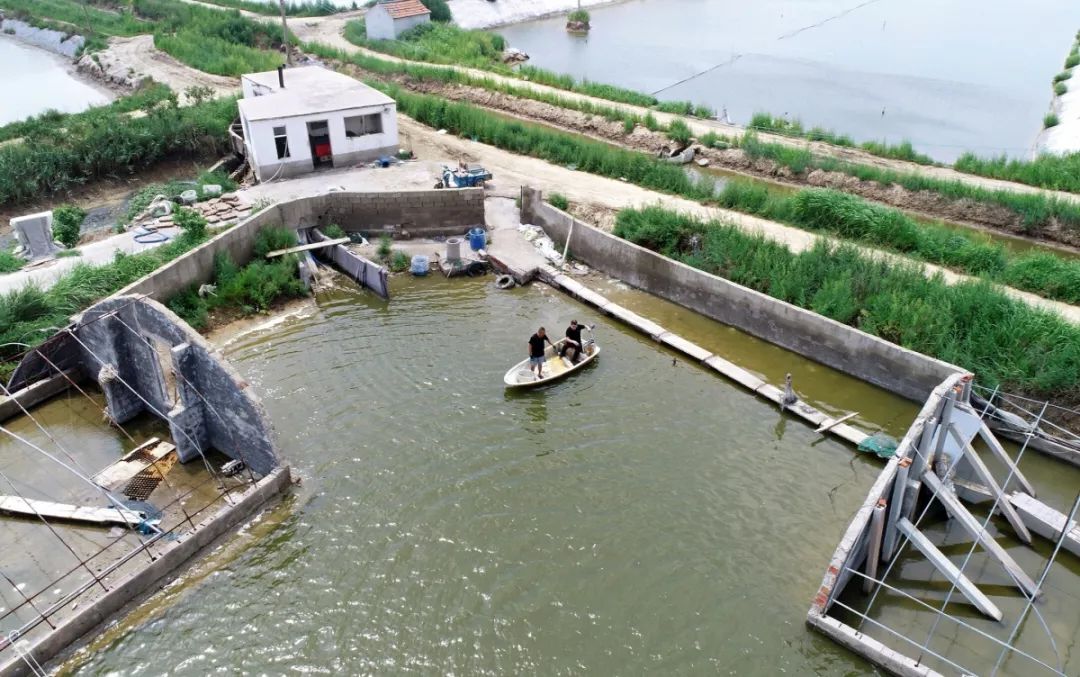 闈掑矝榛勫矝澶ф鍏绘瀛愯煿,闈掑矝姊瓙锜规渶澶ф湁澶氬ぇ