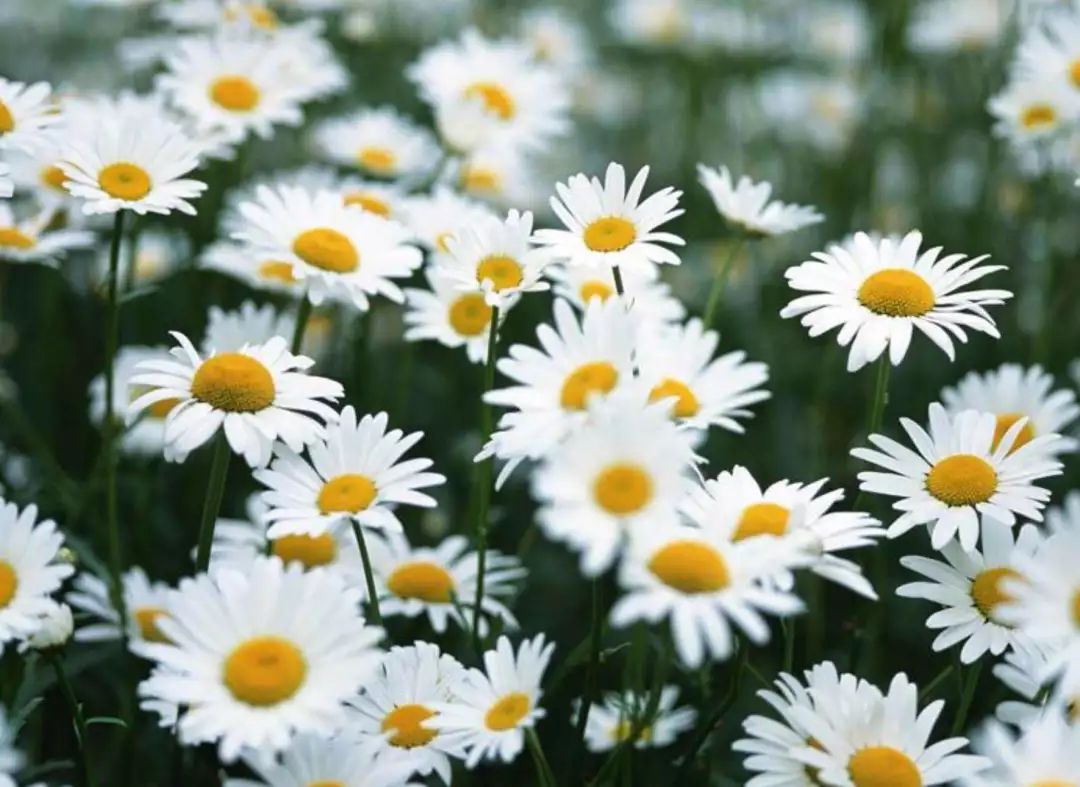 德国小甘菊纪念礼盒,herbacin德国小甘菊礼盒