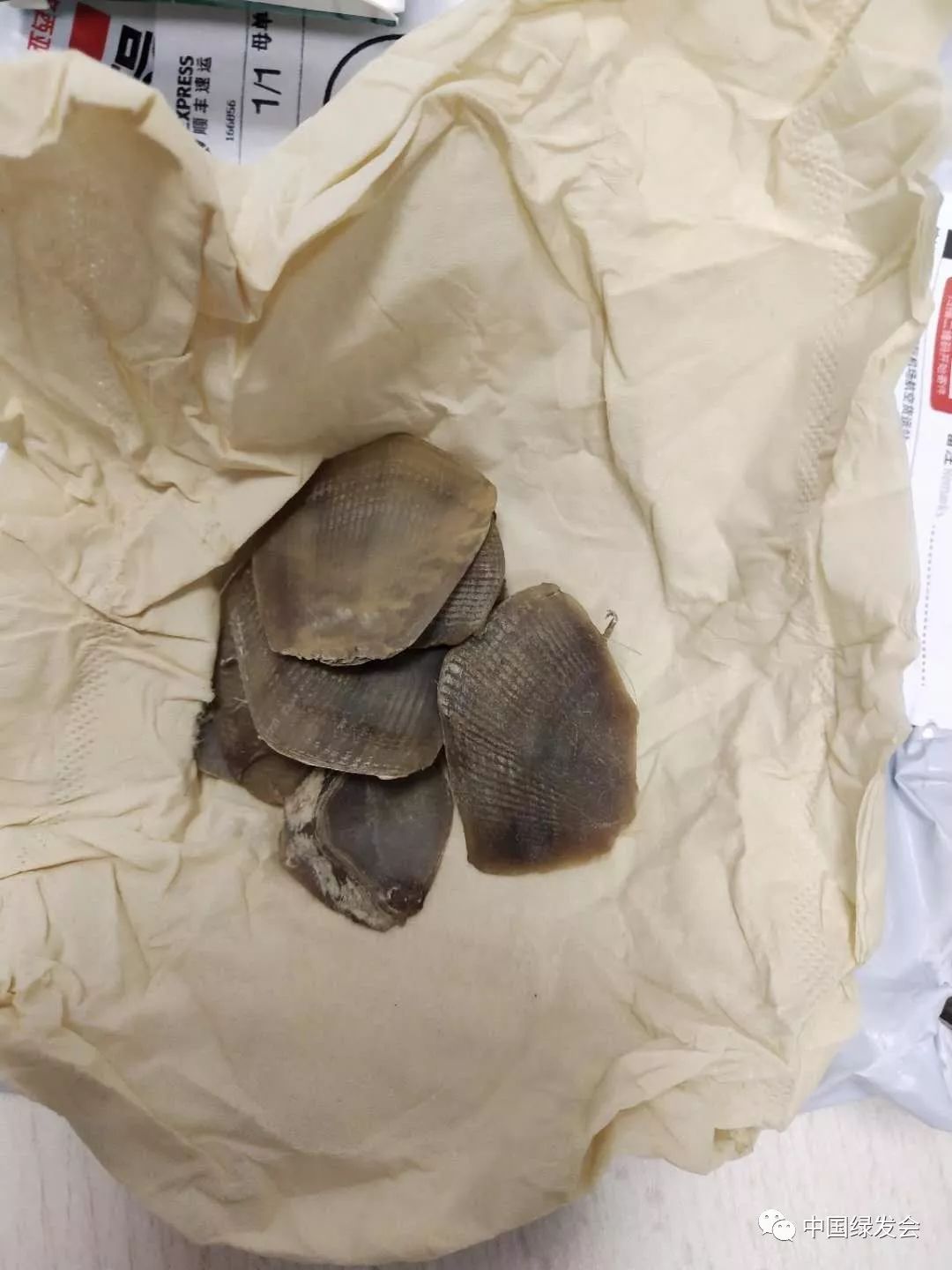 中药医保基金不予支付,穿山甲禁用吗