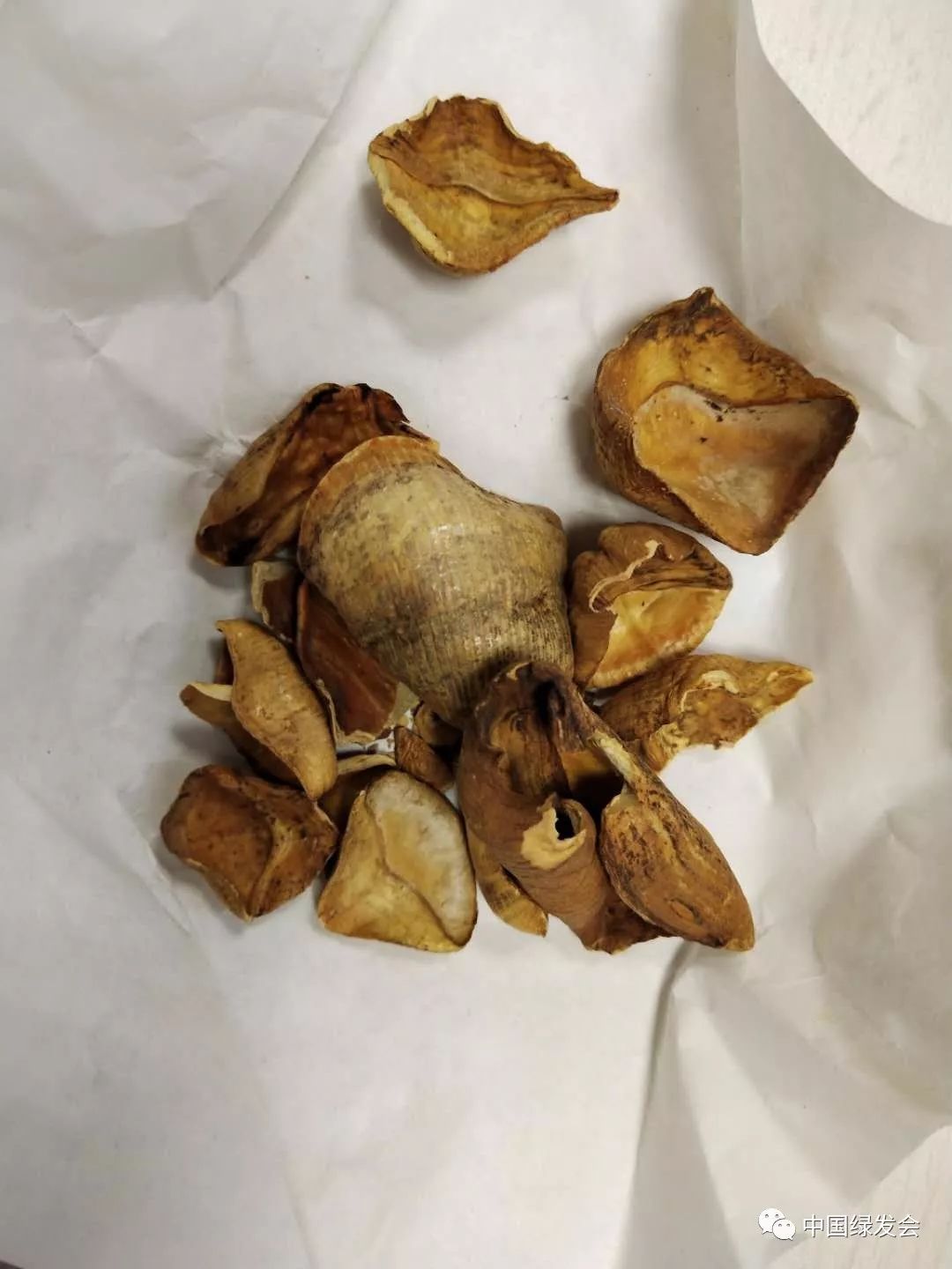 中药医保基金不予支付,穿山甲禁用吗