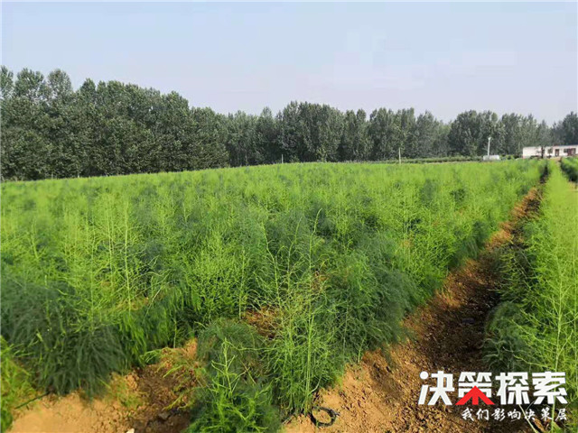 内乡县王店镇：炒出“高价”芦笋茶加快脱贫步伐