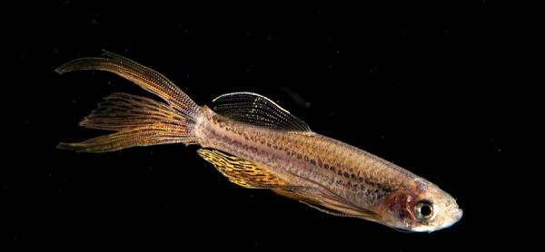 大脑损伤后的重建之谜,受伤的脑细胞可否恢复