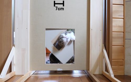 萌翻了！网友亲测猫趴在地上可以有多扁！原来猫的真实形态是液体的…