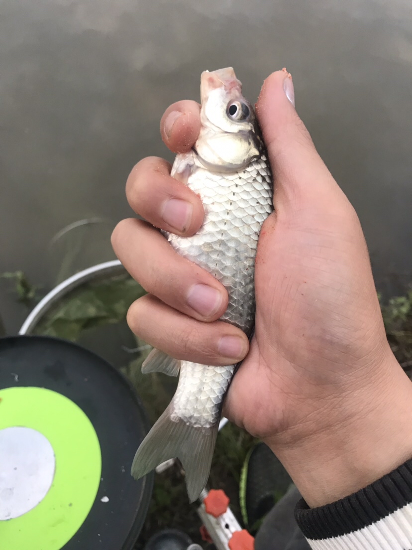 水库夜钓鲤鱼草鱼视频,水库夜钓大鲤鱼