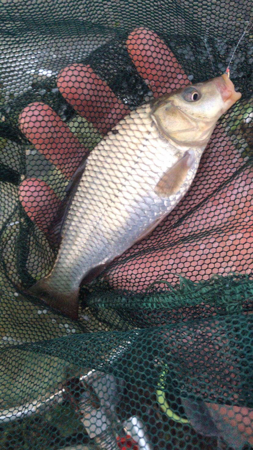 水库夜钓鲤鱼草鱼视频,水库夜钓大鲤鱼