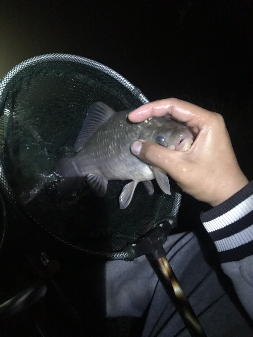 水库夜钓鲤鱼草鱼视频,水库夜钓大鲤鱼