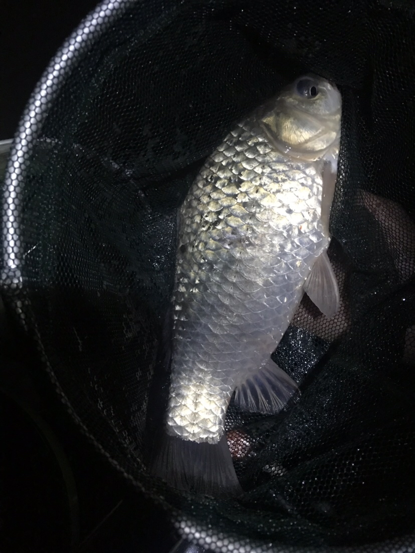 水库夜钓鲤鱼草鱼视频,水库夜钓大鲤鱼