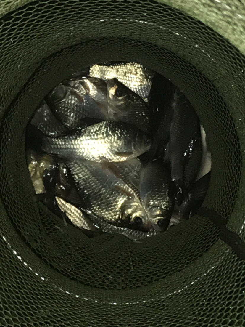 水库夜钓鲤鱼草鱼视频,水库夜钓大鲤鱼