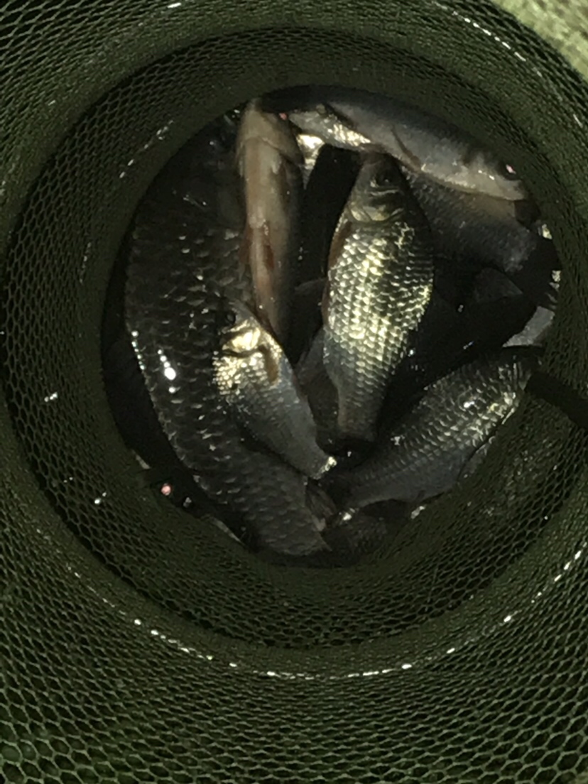 水库夜钓鲤鱼草鱼视频,水库夜钓大鲤鱼