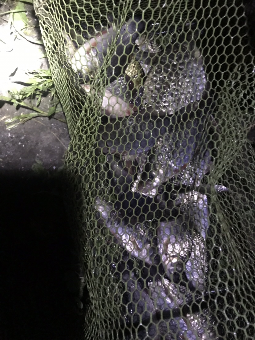 水库夜钓鲤鱼草鱼视频,水库夜钓大鲤鱼