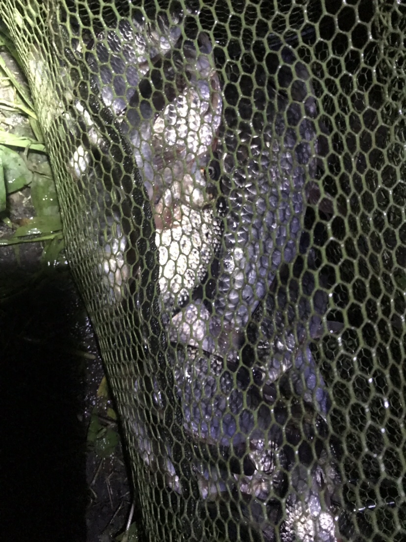 水库夜钓鲤鱼草鱼视频,水库夜钓大鲤鱼