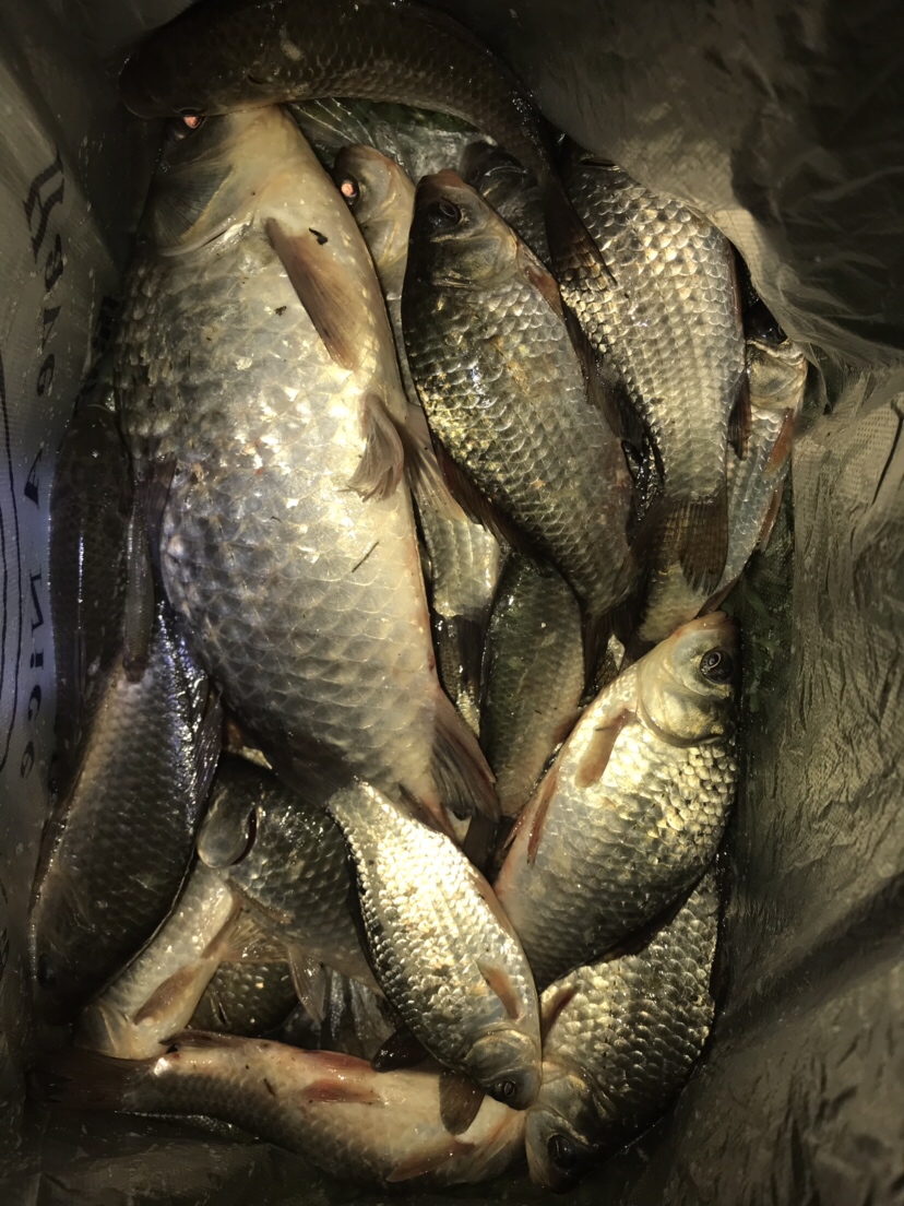 水库夜钓鲤鱼草鱼视频,水库夜钓大鲤鱼