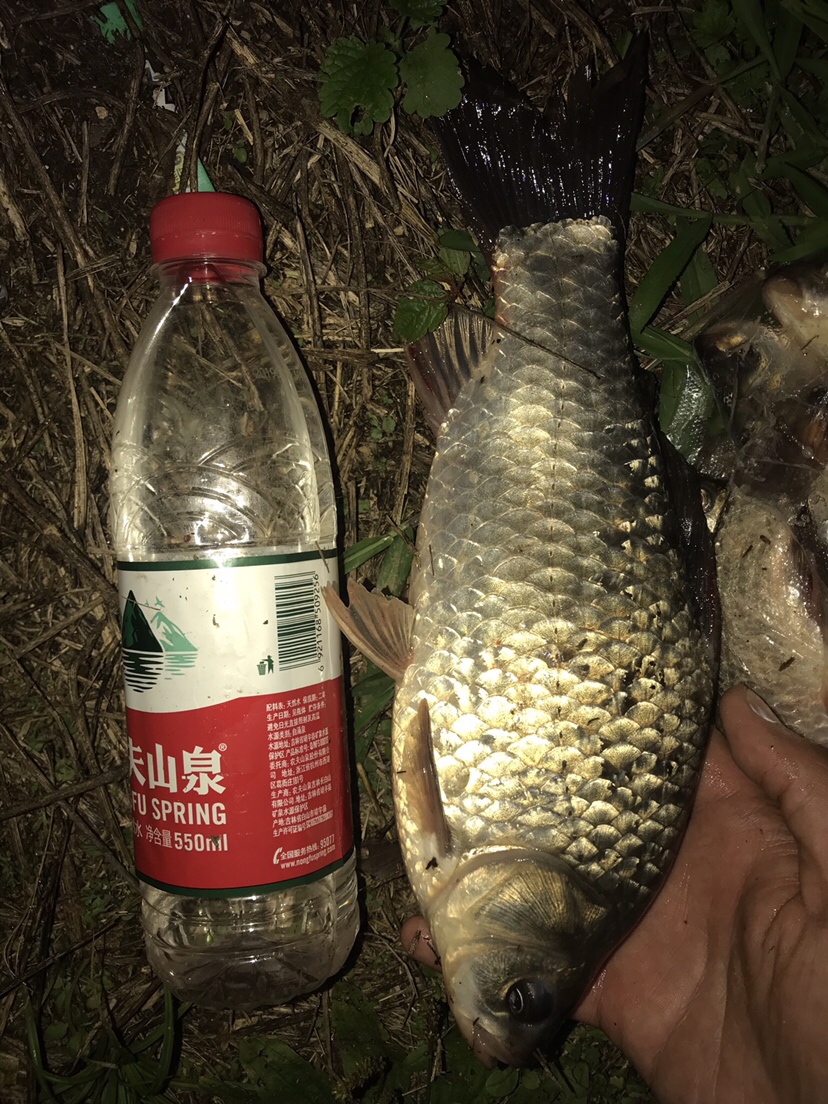 水库夜钓鲤鱼草鱼视频,水库夜钓大鲤鱼
