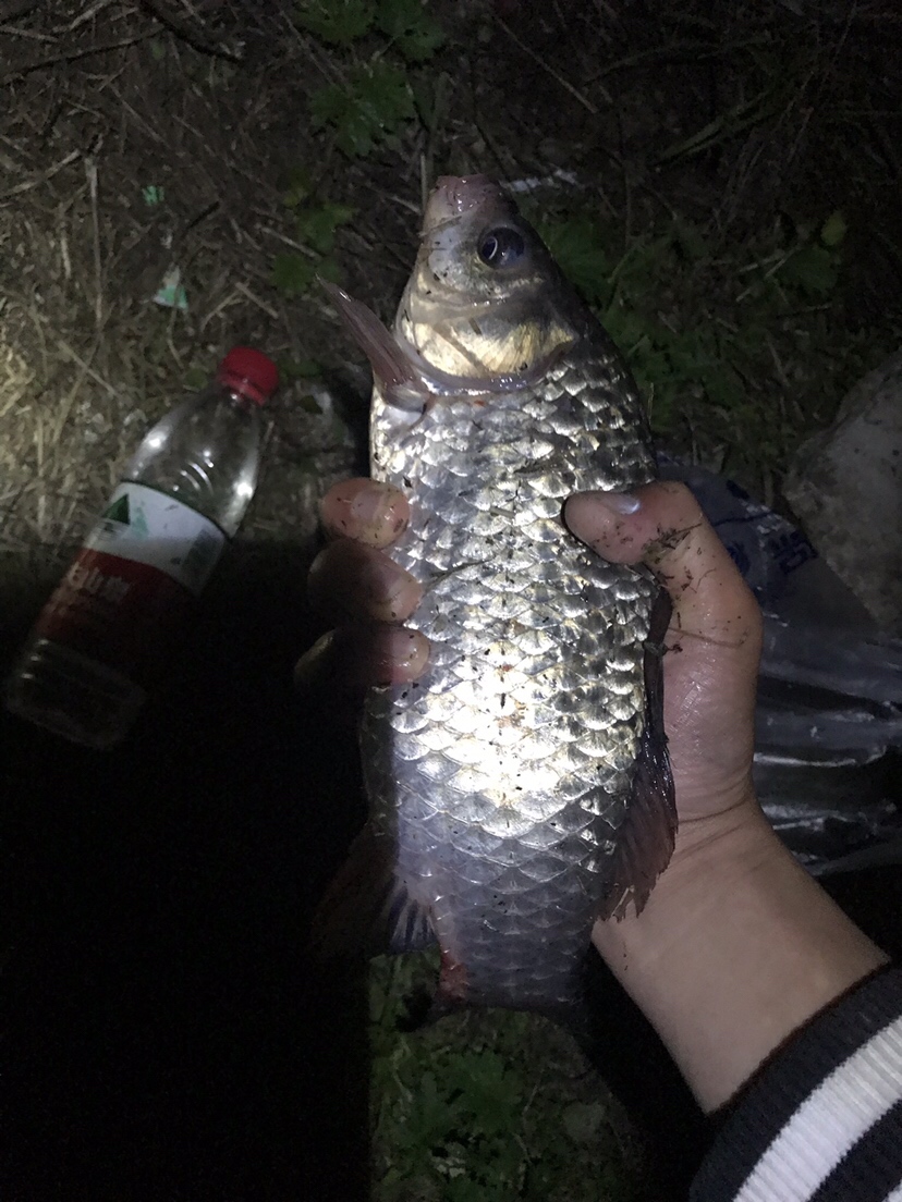 水库夜钓鲤鱼草鱼视频,水库夜钓大鲤鱼