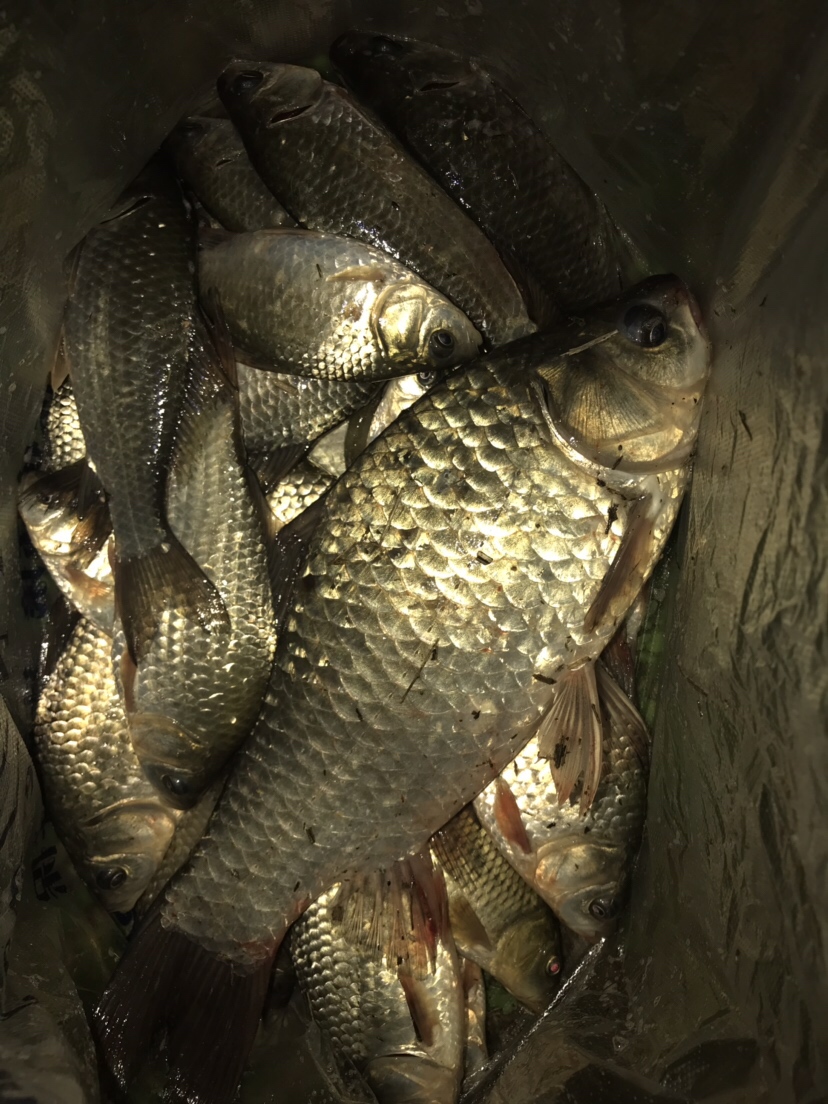 水库夜钓鲤鱼草鱼视频,水库夜钓大鲤鱼