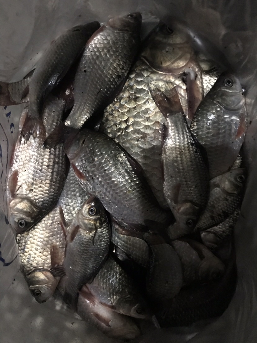 水库夜钓鲤鱼草鱼视频,水库夜钓大鲤鱼