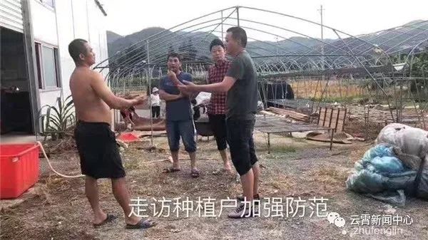 白鹿出战,白鹿来袭农田