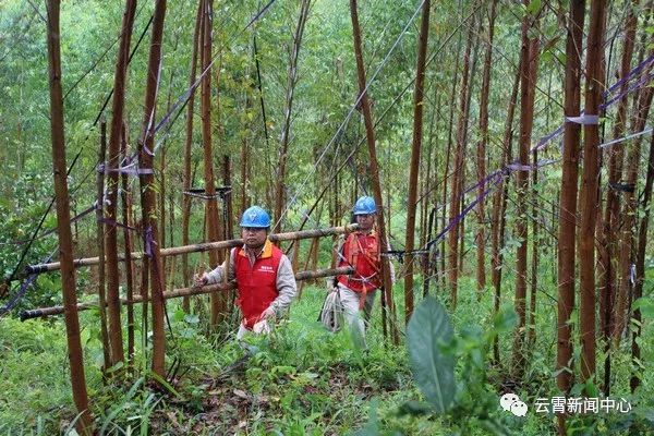 白鹿出战,白鹿来袭农田