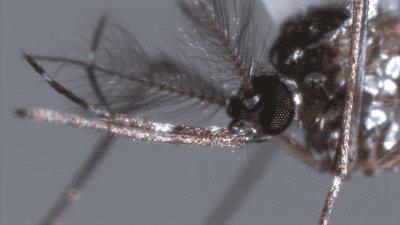 蚊子不会咬人吗,超级讨厌蚊子如何把蚊子赶尽杀绝