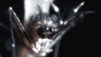 蚊子不会咬人吗,超级讨厌蚊子如何把蚊子赶尽杀绝