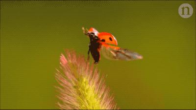 蚊子不会咬人吗,超级讨厌蚊子如何把蚊子赶尽杀绝