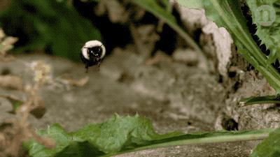 蚊子不会咬人吗,超级讨厌蚊子如何把蚊子赶尽杀绝