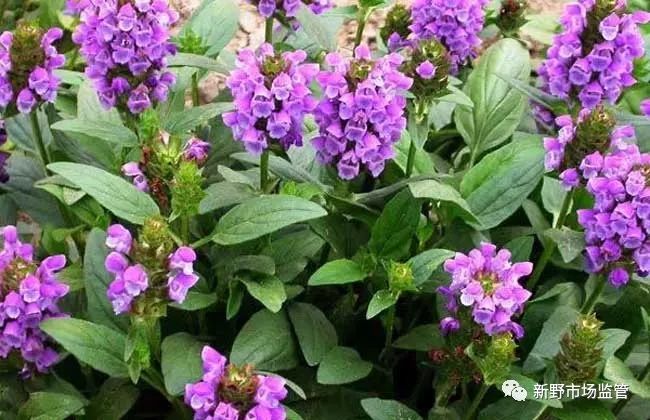 【业务之窗】关于宋超不服新野局对其投诉“河南省神州神药业有限公司生产销售非法添加夏枯草食品”回复的行政复议