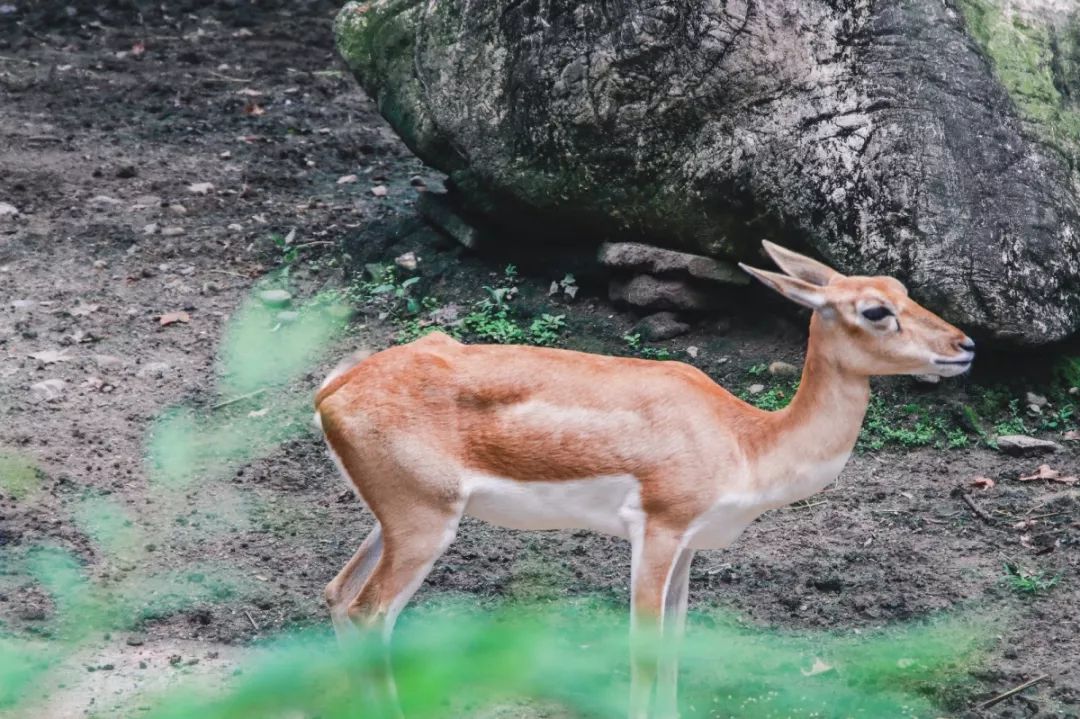 成都历史老照片,成都护城河老照片