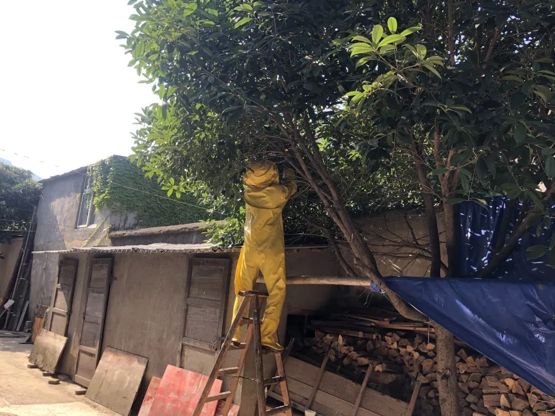 警惕这种虫子有人被咬后差点没命,危险的五种毒虫