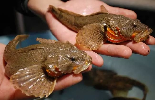 阳澄湖大闸蟹大部分是洗澡蟹吗,阳澄湖大闸蟹洗澡