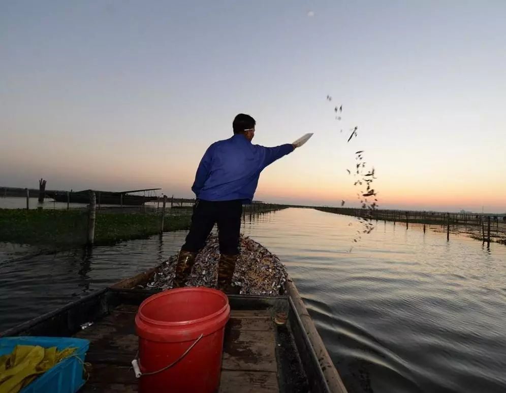 阳澄湖大闸蟹大部分是洗澡蟹吗,阳澄湖大闸蟹洗澡