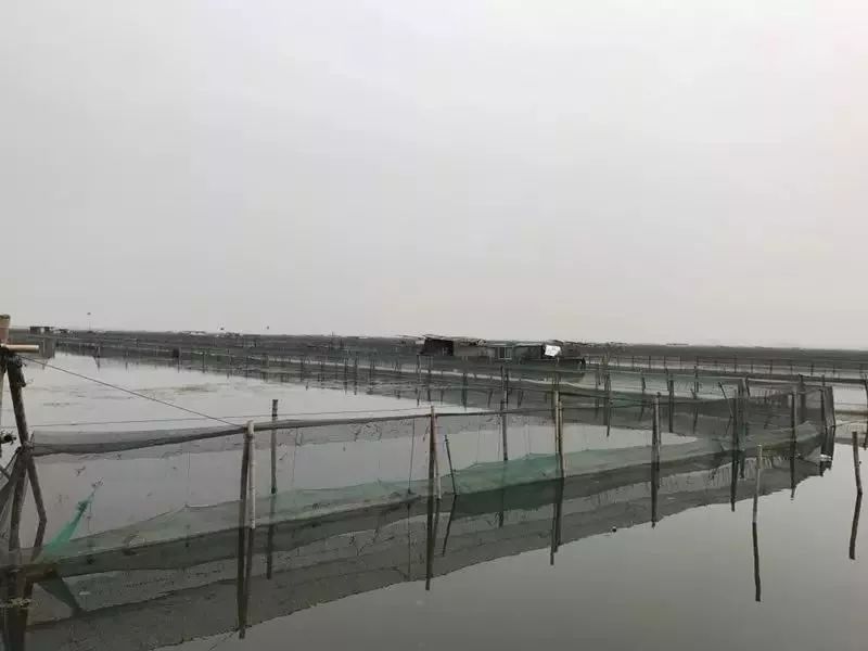 阳澄湖大闸蟹大部分是洗澡蟹吗,阳澄湖大闸蟹洗澡