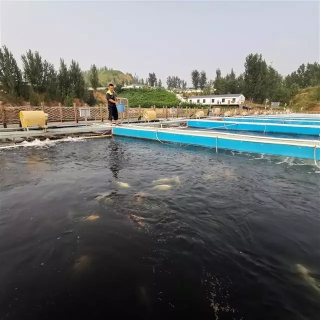 矿坑养鱼行不行,矿坑适合网箱养鱼吗