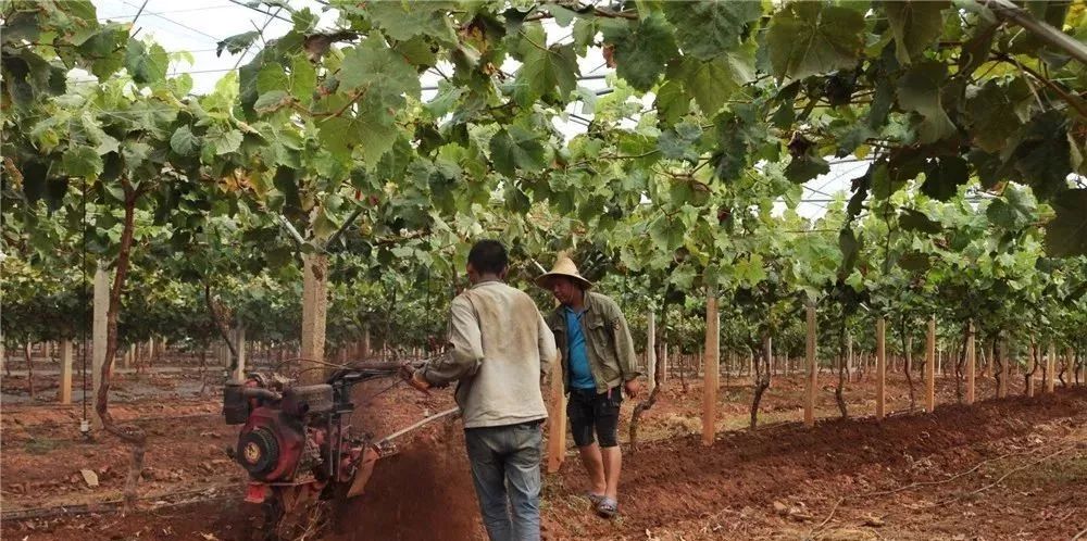 秋施基肥的六大忌,秋施基肥最佳时间开始了