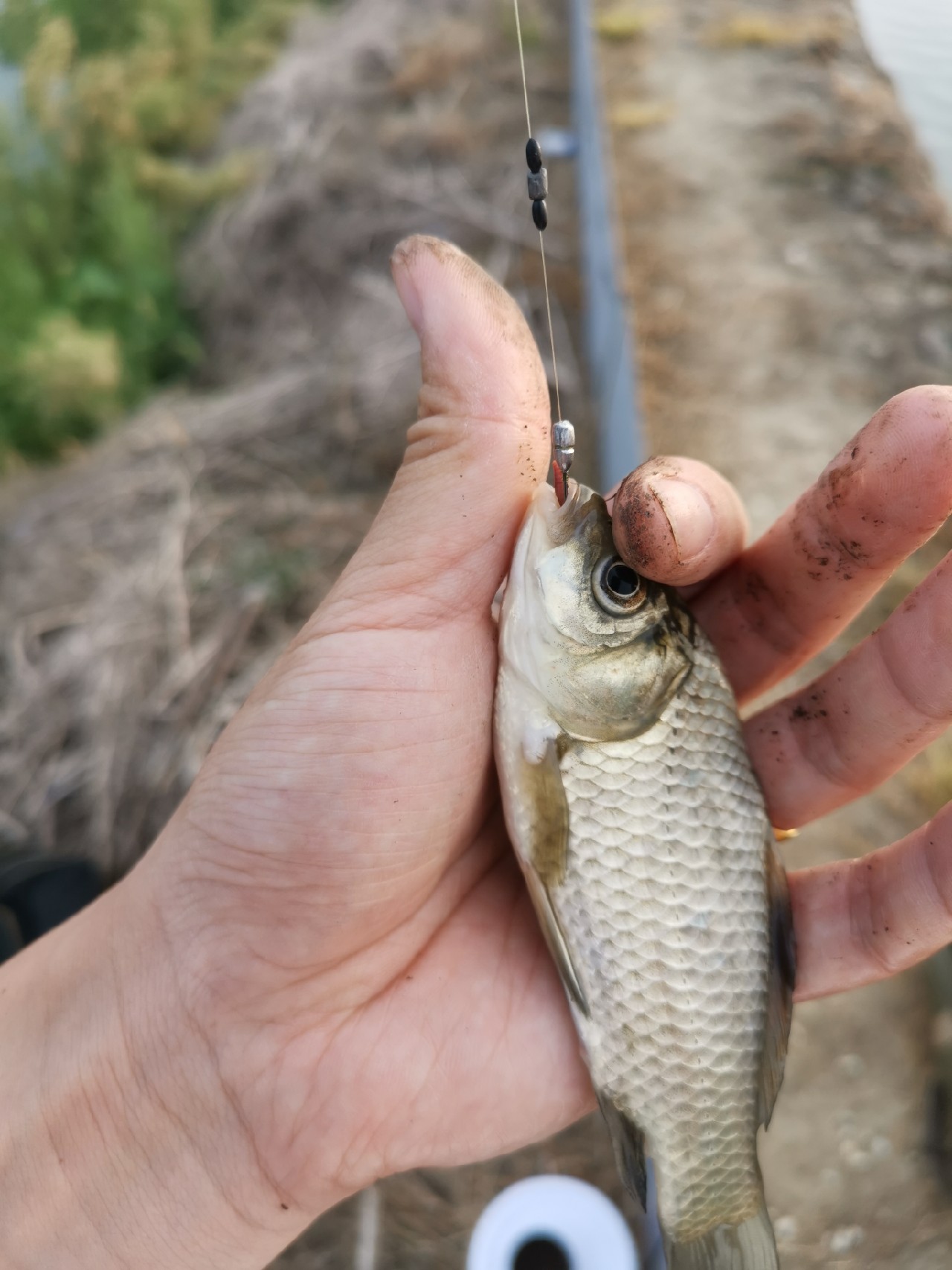 野河大板鲫钓着过瘾还好吃,野河大板鲫喜欢吃什么样的饵料