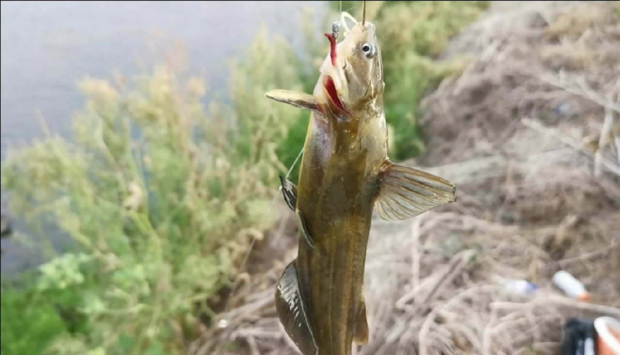 野河大板鲫钓着过瘾还好吃,野河大板鲫喜欢吃什么样的饵料